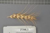 Click for 1 image(s) for this accession. Spike